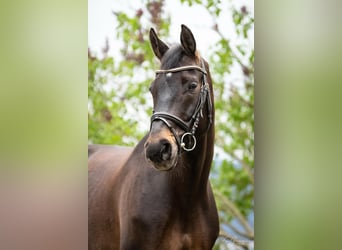 Baden-Wurtemberger, Caballo castrado, 9 años, 171 cm, Castaño oscuro
