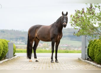 Baden-Wurtemberger, Caballo castrado, 9 años, 171 cm, Castaño oscuro