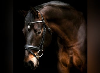 Baden-Wurtemberger, Caballo castrado, 9 años, 171 cm, Castaño oscuro