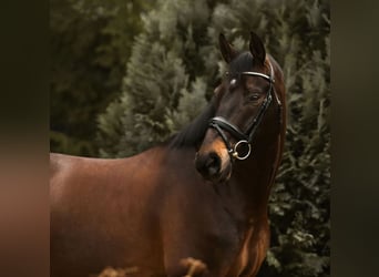 Baden-Wurtemberger, Caballo castrado, 9 años, 171 cm, Castaño oscuro