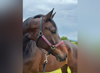 Baden-Wurtemberger, Caballo castrado, 9 años, 172 cm, Castaño oscuro