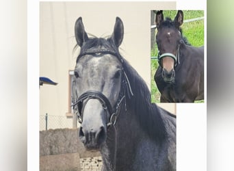 Baden-Wurtemberger, Semental, 5 años, 166 cm, Tordillo negro