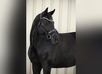 Baden-Wurtemberger, Yegua, 12 años, 174 cm, Negro