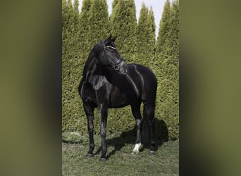 Baden-Wurtemberger, Yegua, 12 años, 174 cm, Negro