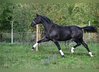 Baden-Wurtemberger, Yegua, 3 años, 170 cm, Negro