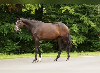 Baden-Wurtemberger, Yegua, 4 años, 169 cm, Castaño oscuro