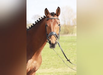 Baden-Wurtemberger, Yegua, 4 años, 170 cm, Castaño