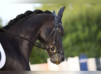 Baden-Wurtemberger, Yegua, 5 años, 167 cm, Negro