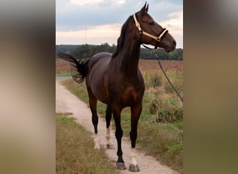 Baden-Wurtemberger, Yegua, 5 años, 168 cm, Castaño oscuro