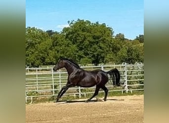 Baden-Wurtemberger, Yegua, 6 años, 163 cm, Negro