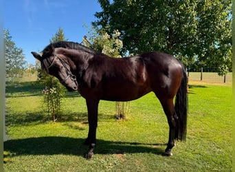 Baden-Wurtemberger, Yegua, 6 años, 163 cm, Negro