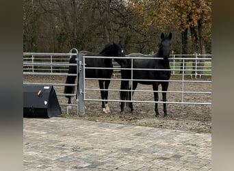 Baden-Wurtemberger, Yegua, 6 años, 163 cm, Negro