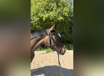 Baden-Wurtemberger, Yegua, 6 años, 168 cm, Castaño