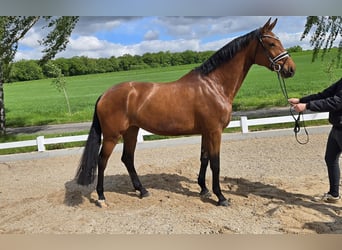 Baden-Wurtemberger, Yegua, 6 años, 173 cm, Castaño