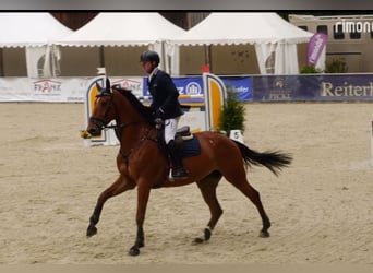 Baden-Wurtemberger, Yegua, 6 años, 174 cm, Castaño