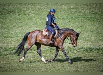Baden-Wurtemberger, Yegua, 7 años, 162 cm, Castaño