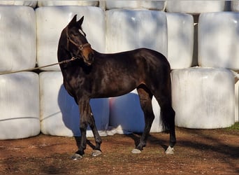 Baden-Wurtemberger, Yegua, 7 años, 165 cm, Castaño oscuro