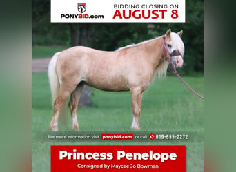 Meer ponys/kleine paarden, Merrie, 11 Jaar, 99 cm, Palomino, in Carthage, TX,