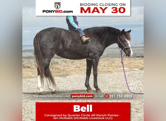 Quarter Pony, Mare, 14 years, Roan-Blue, in Cody, WY,