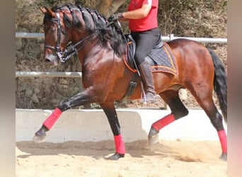 PRE, Hengst, 21 Jahre, 167 cm, Brauner