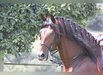 PRE, Hengst, 21 Jahre, 167 cm, Brauner