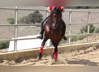 PRE, Hengst, 22 Jaar, 167 cm, Bruin