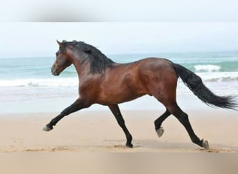 PRE, Hengst, 22 Jaar, 167 cm, Bruin