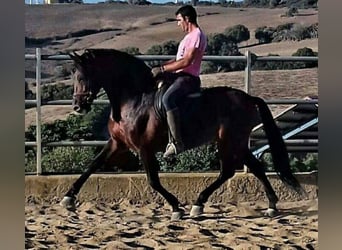 PRE, Hengst, 22 Jaar, 167 cm, Bruin