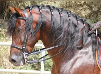 PRE, Stallion, 22 years, 16.1 hh, Brown