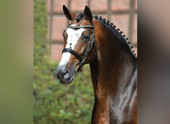 Oldenburg, Stallion, 27 years, 16.2 hh, Brown