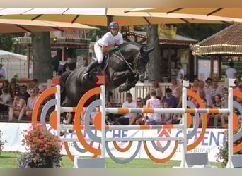 Oldenburger Springpferd, Hengst, 14 Jahre, 172 cm, Rappe
