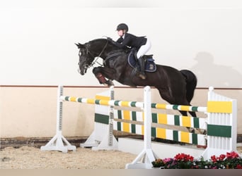 Oldenburger Springpferd, Hengst, 14 Jahre, 172 cm, Rappe