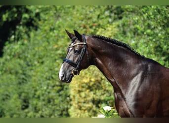 Oldenburger Springpferd, Hengst, 14 Jahre, 172 cm, Rappe