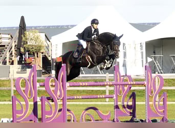 Oldenburger Springpferd, Hengst, 14 Jahre, 172 cm, Rappe
