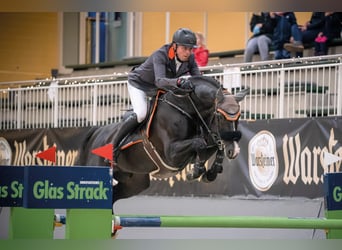 Oldenburger Springpferd, Hengst, 14 Jahre, 172 cm, Rappe