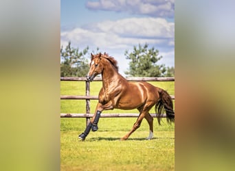 Westphalian, Stallion, 21 years, 16.1 hh, Chestnut-Red