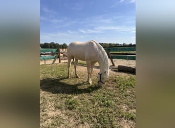 Koń wielkopolski, Ogier, 15 lat, 165 cm, Cremello