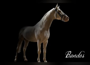 Koń wielkopolski, Ogier, 15 lat, 165 cm, Cremello