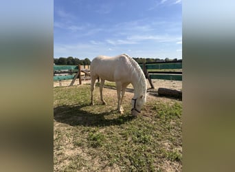 Polnisches Warmblut, Hengst, 15 Jahre, 165 cm, Cremello