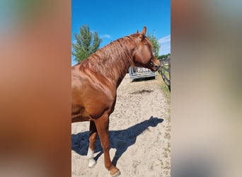 Arabian horses, Stallion, 10 years, 15.2 hh, Chestnut-Red