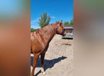 Volbloed Arabier, Hengst, 10 Jaar, 160 cm, Vos