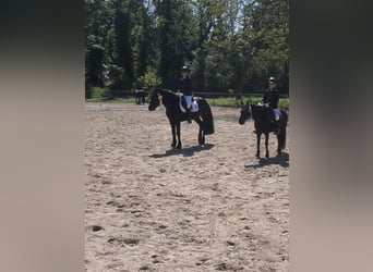 Bardigiano, Caballo castrado, 5 años, 143 cm, Negro