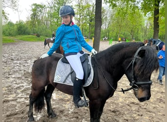 Bardigiano, Caballo castrado, 5 años, 143 cm, Negro
