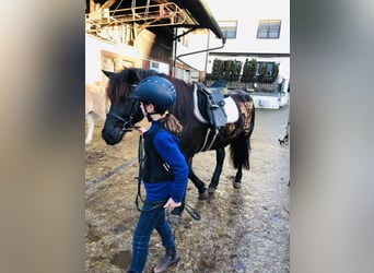 Bardigiano, Caballo castrado, 5 años, 143 cm, Negro