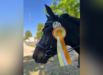Bardigiano, Caballo castrado, 5 años, 143 cm, Negro