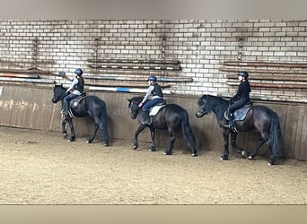 Bardigiano, Caballo castrado, 5 años, 143 cm, Negro