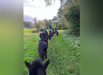 Bardigiano, Caballo castrado, 6 años, 143 cm, Negro