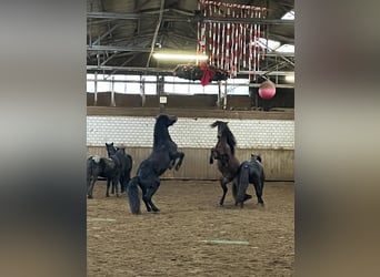 Bardigiano, Caballo castrado, 6 años, 143 cm, Negro