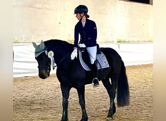 Bardigiano, Caballo castrado, 6 años, 143 cm, Negro