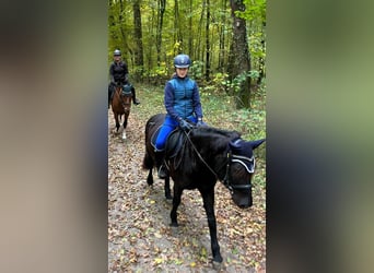 Bardigiano, Caballo castrado, 6 años, 143 cm, Negro